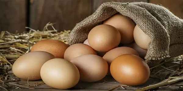 تصویر 1 از خرید و قیمت تخم مرغ محلی گلپایگانی + فروش عمده
